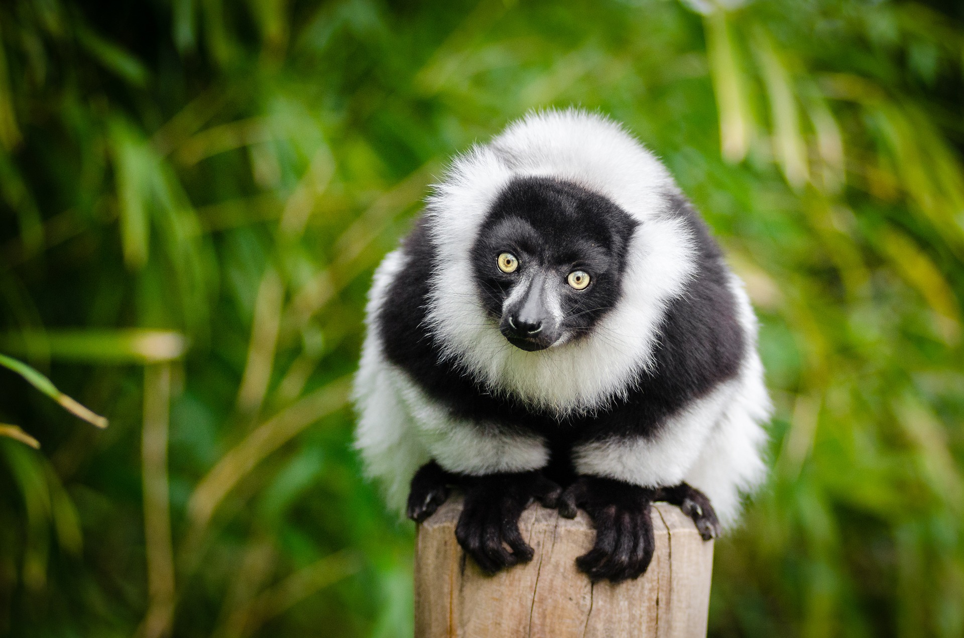 maki lemur