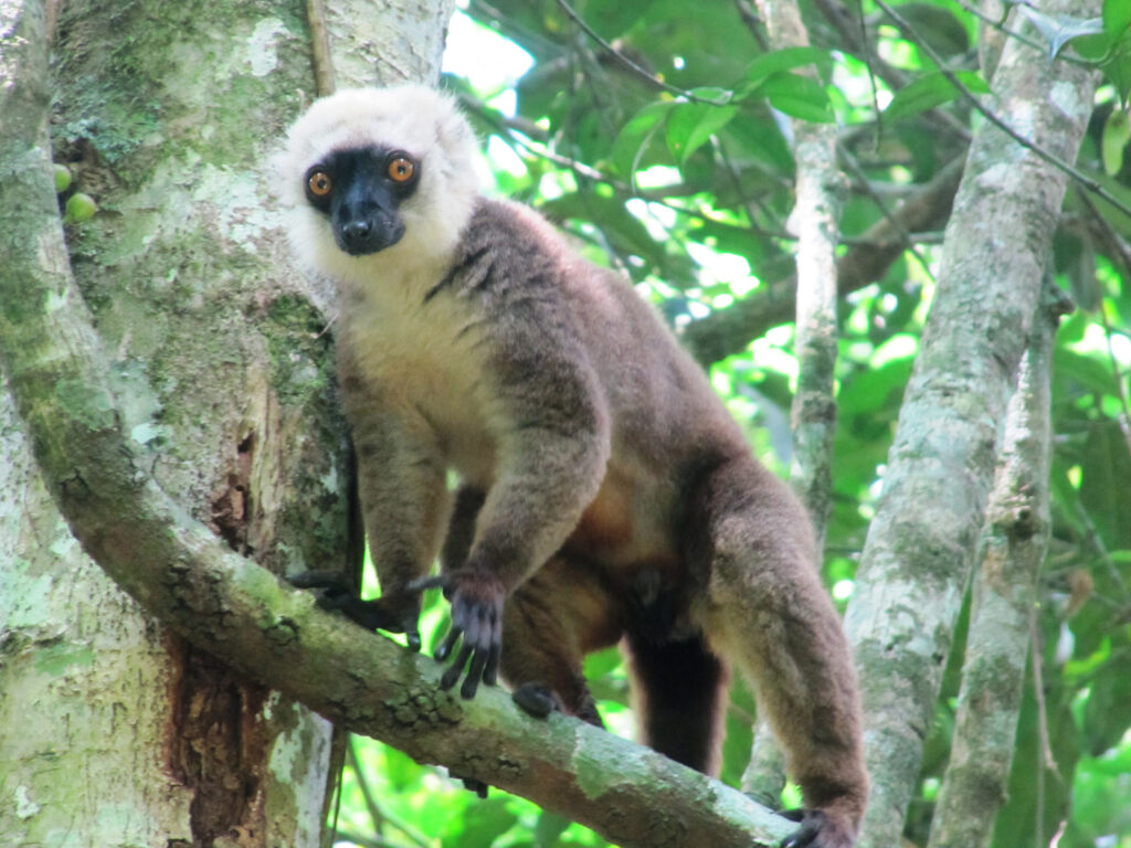 white fronted brown lemur