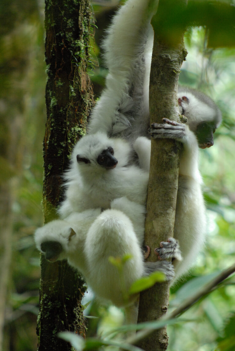silky sifaka mother carries her infant