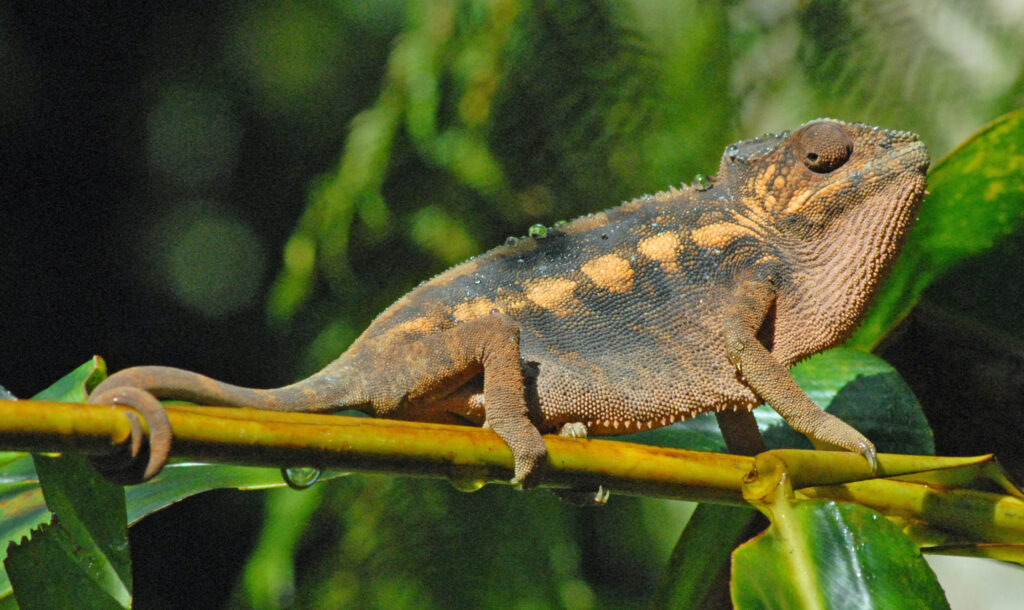 female panther chameleon